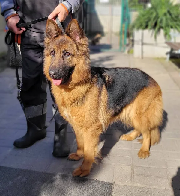 Znaleziono psa, Łódź, 27 kwietnia 2024 (2/5)