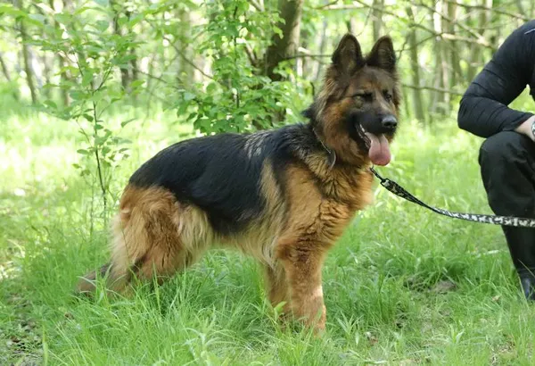 Znaleziono psa, Łódź, 27 kwietnia 2024 (3/5)