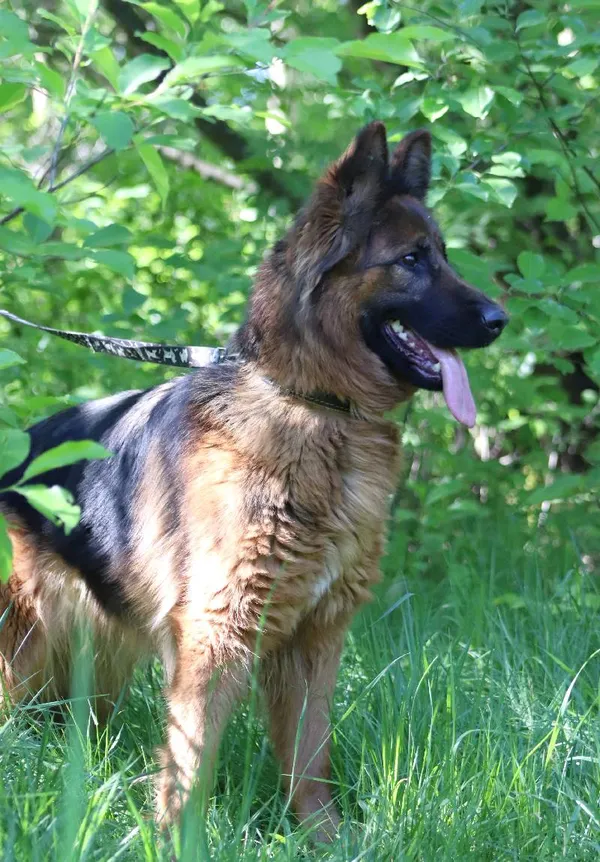 Znaleziono psa, Łódź, 27 kwietnia 2024 (4/5)