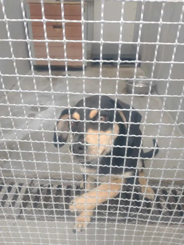 Znaleziono psa, Lublin, 23 kwietnia 2024