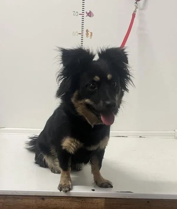 Pies do adopcji, Bytom, 29 kwietnia 2024