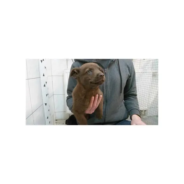 Znaleziono psa, Białystok, 31 marca 2024