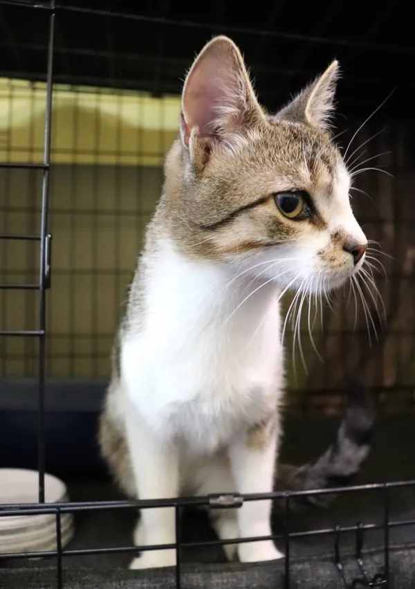 Znaleziono kota, Łódź, 29 kwietnia 2024 (2/3)