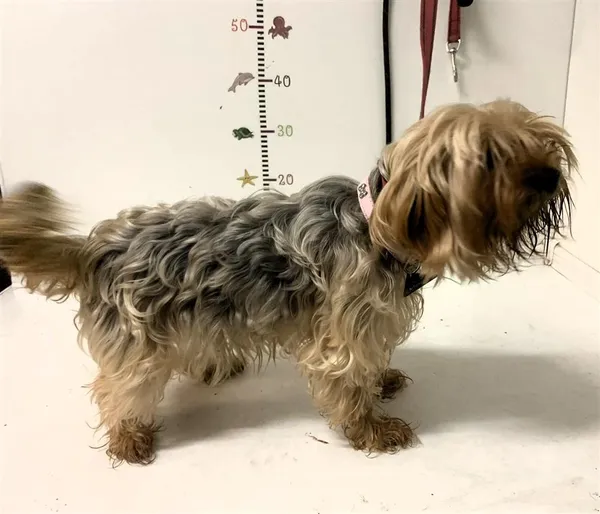 Pies do adopcji, Bytom, 29 kwietnia 2024 (2/3)