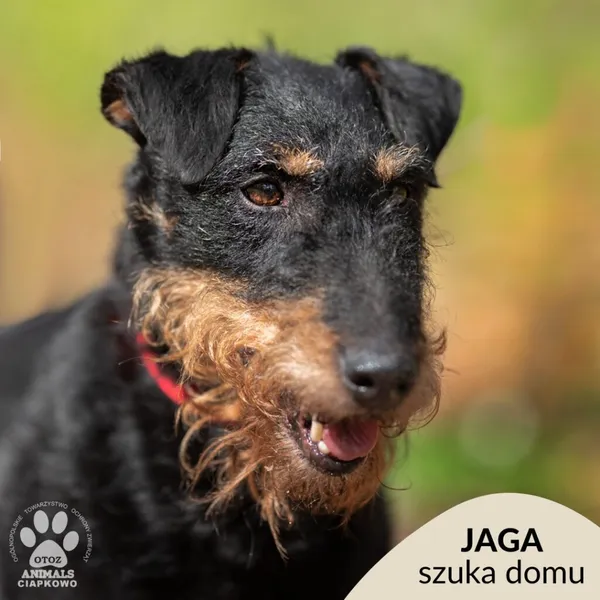 Pies do adopcji, Gdynia, 29 kwietnia 2024 (1/4)