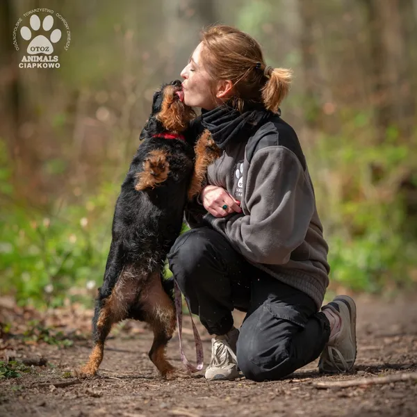 Pies do adopcji, Gdynia, 29 kwietnia 2024 (3/4)