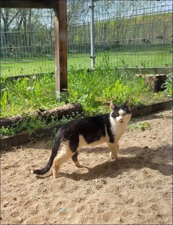 Znaleziono kota, Grudziądz, 22 marca 2024