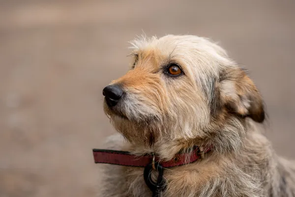 Pies do adopcji, Nowodwór, 29 kwietnia 2024 (1/5)