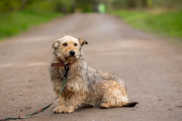 Pies do adopcji, Nowodwór, 29 kwietnia 2024 (2/5)