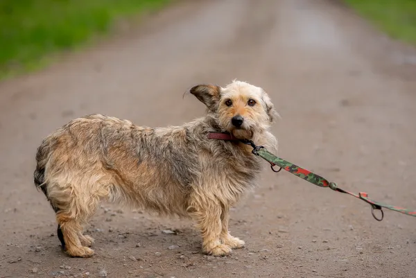 Pies do adopcji, Nowodwór, 29 kwietnia 2024 (3/5)