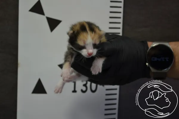 Znaleziono kota, Chełmek, 27 kwietnia 2024