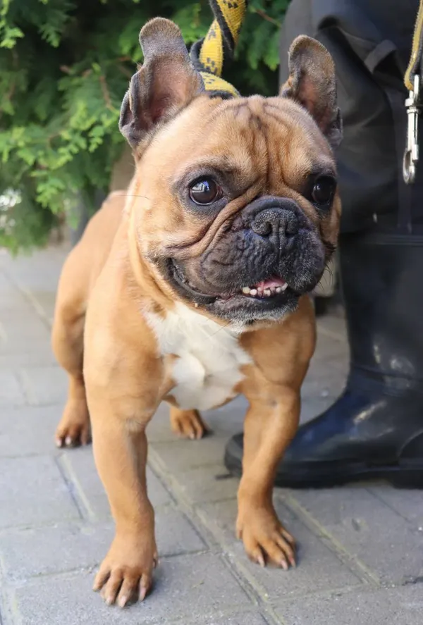 Znaleziono psa, Łódź, 30 kwietnia 2024 (5/5)