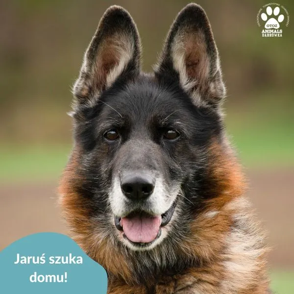 Pies do adopcji, Dąbrówka, 30 kwietnia 2024 (1/5)