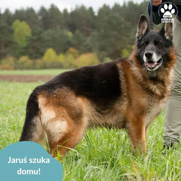 Pies do adopcji, Dąbrówka, 30 kwietnia 2024 (3/5)