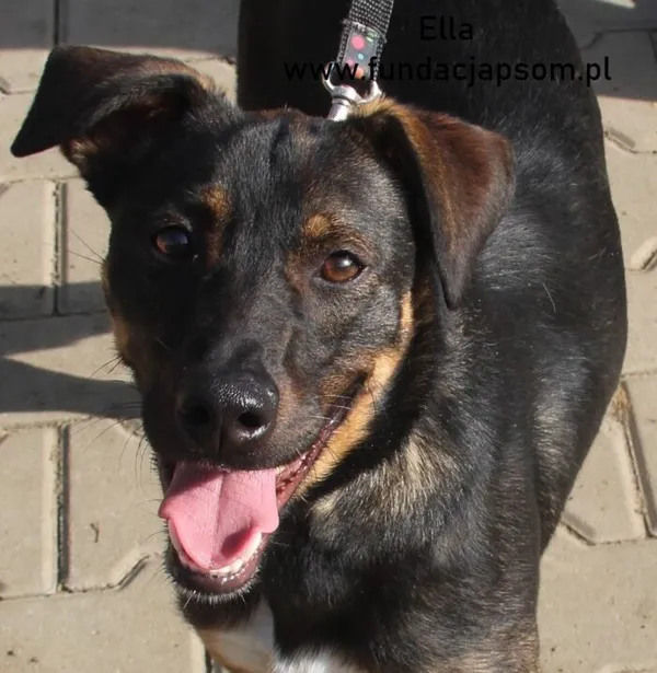 Pies do adopcji, Nowy Dwór Mazowiecki, 30 kwietnia 2024 (1/4)