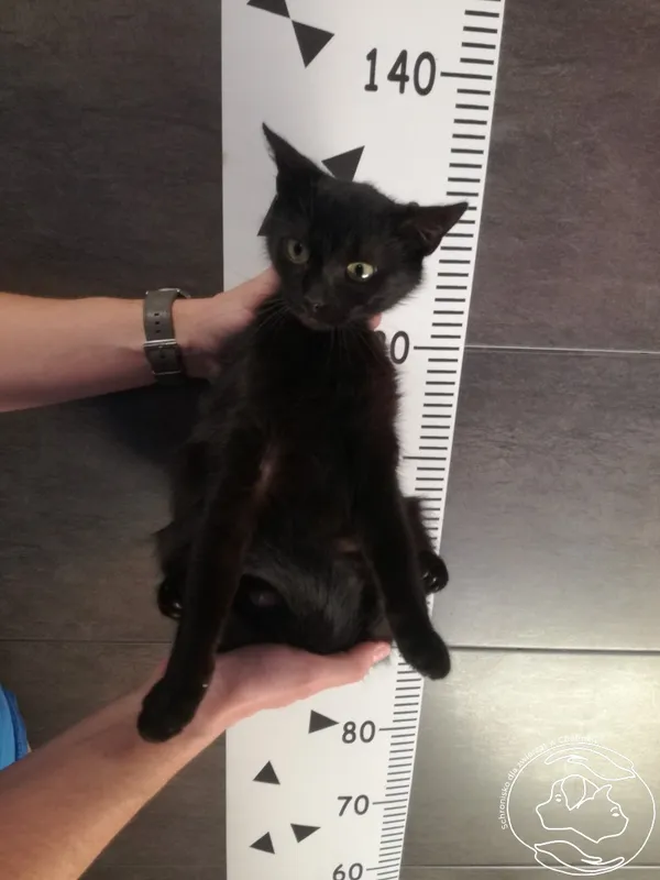 Znaleziono kota, Chełmek, 30 kwietnia 2024