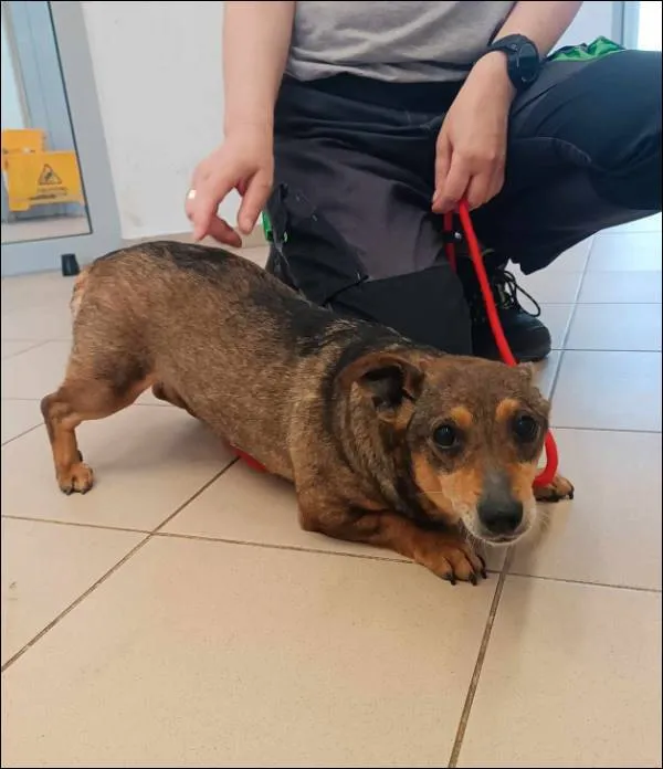 Znaleziono psa, Grudziądz, 30 kwietnia 2024