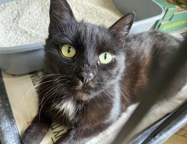 Kot do adopcji, Świdnica, 20 marca 2024