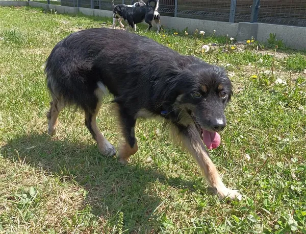 Pies do adopcji, Bytom, 23 maja 2023 (2/4)