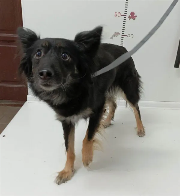 Pies do adopcji, Bytom, 23 maja 2023 (4/4)