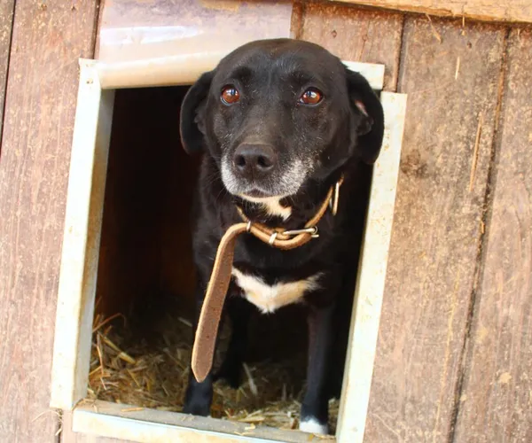 Pies do adopcji, Przyborówko, 30 kwietnia 2024 (1/4)