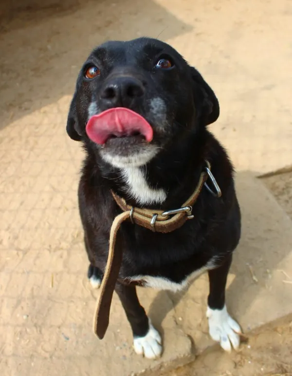 Pies do adopcji, Przyborówko, 30 kwietnia 2024 (2/4)