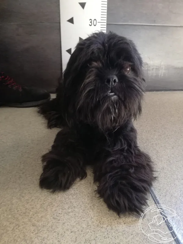 Znaleziono psa, Chełmek, 30 kwietnia 2024