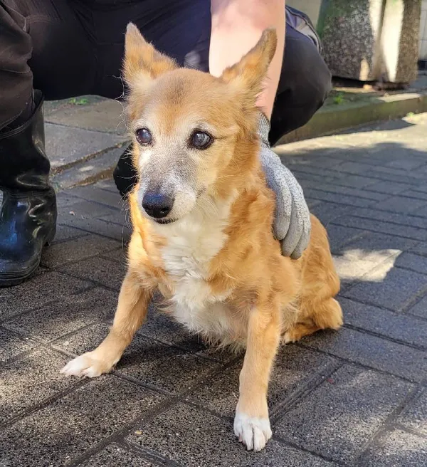 Znaleziono psa, Łódź, 1 maja 2024 (5/5)