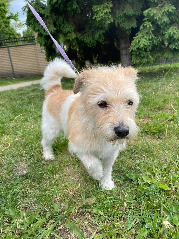 Pies do adopcji, Kielce, 1 maja 2024