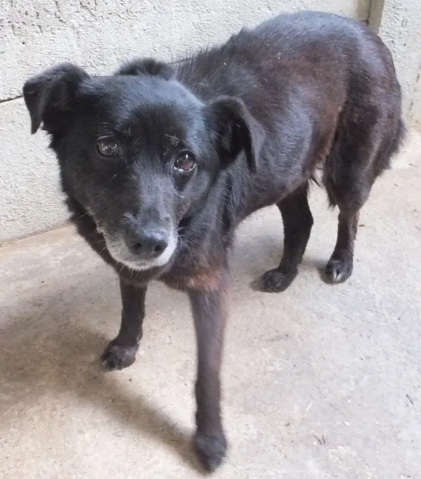 Znaleziono psa, Nowa Krępa, 12 kwietnia 2024