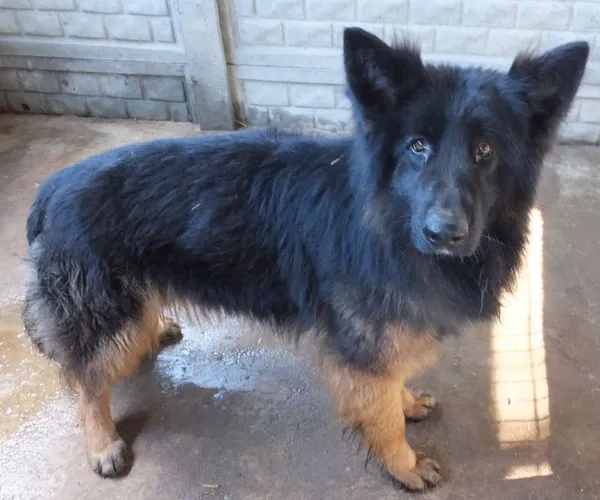 Znaleziono psa, Nowa Krępa, 22 marca 2024