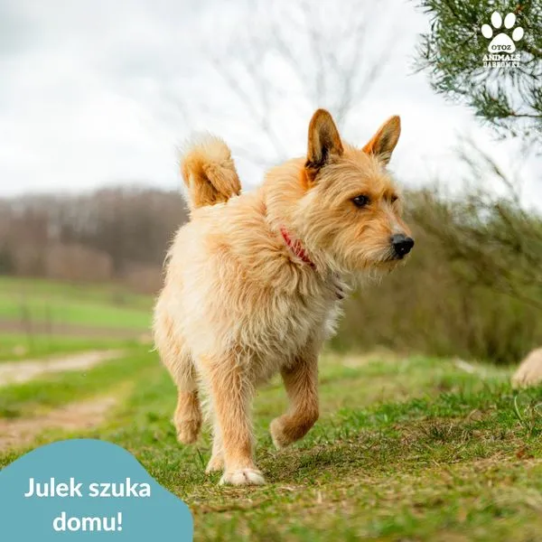 Pies do adopcji, Dąbrówka, 2 maja 2024 (3/5)