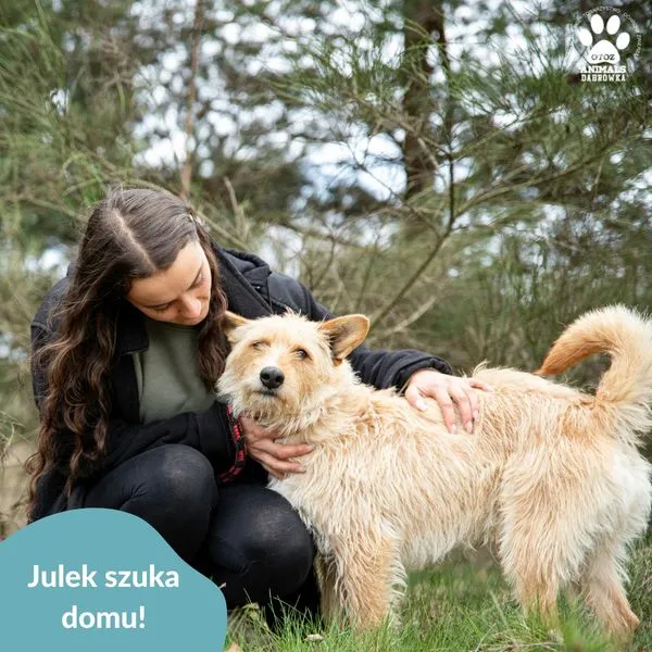 Pies do adopcji, Dąbrówka, 2 maja 2024 (4/5)
