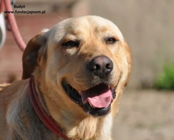 Pies do adopcji, Nowy Dwór Mazowiecki, 2 maja 2024 (1/5)