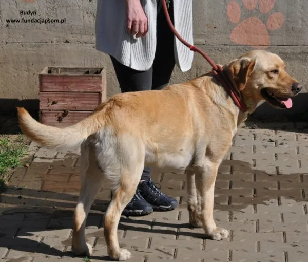 Pies do adopcji, Nowy Dwór Mazowiecki, 2 maja 2024 (3/5)