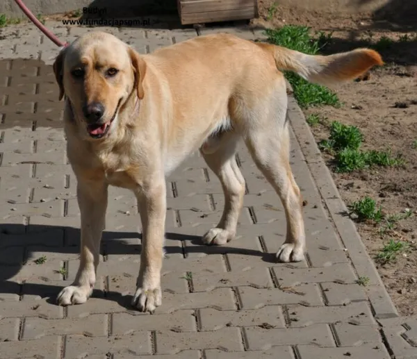 Pies do adopcji, Nowy Dwór Mazowiecki, 2 maja 2024 (5/5)