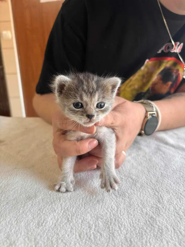 Znaleziono kota, Czartki, 2 maja 2024