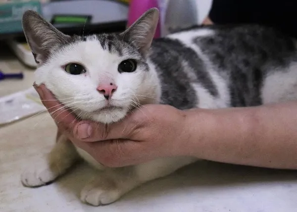 Znaleziono kota, Łódź, 1 maja 2024 (1/4)