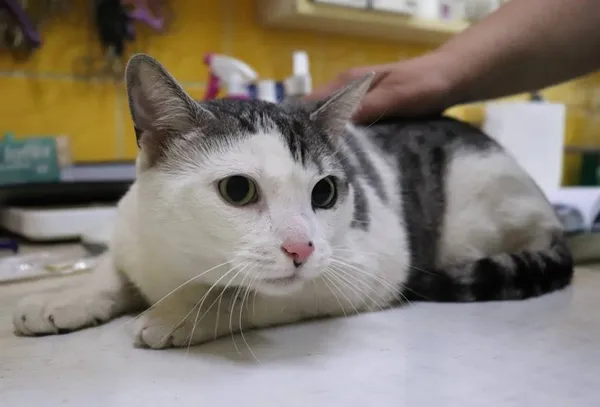 Znaleziono kota, Łódź, 1 maja 2024 (2/4)