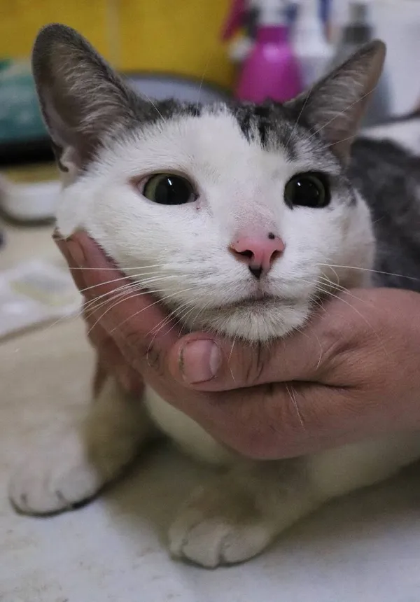 Znaleziono kota, Łódź, 1 maja 2024 (4/4)