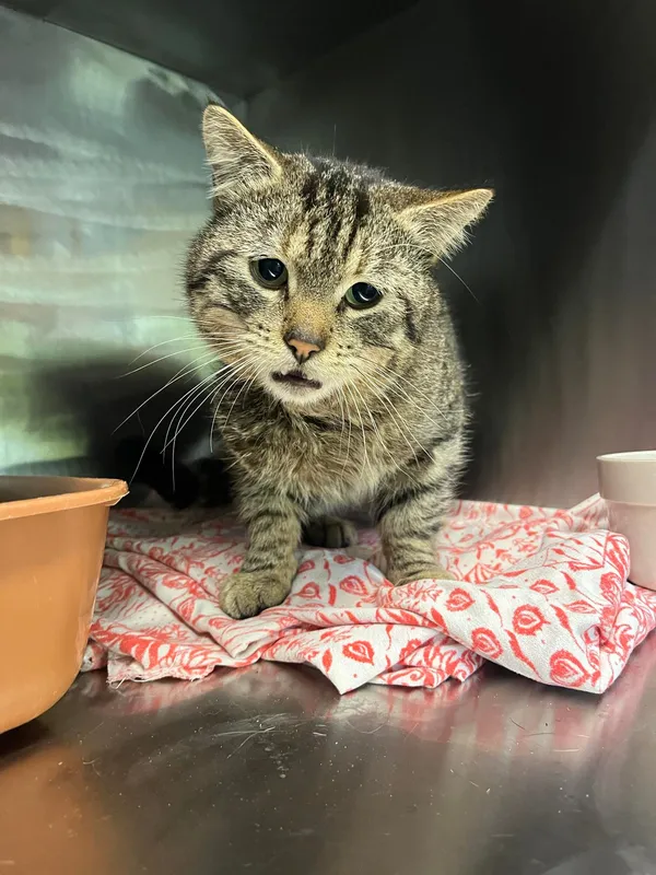 Kot do adopcji, Włocławek, 1 maja 2024 (1/2)