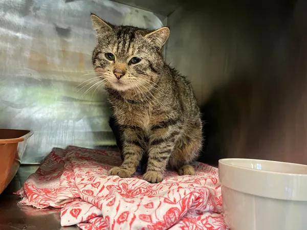 Kot do adopcji, Włocławek, 1 maja 2024 (2/2)