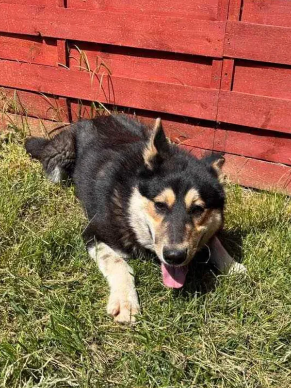 Znaleziono psa, Czartki, 2 maja 2024