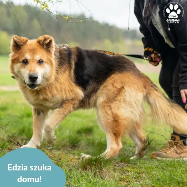 Pies do adopcji, Dąbrówka, 2 maja 2024 (2/5)