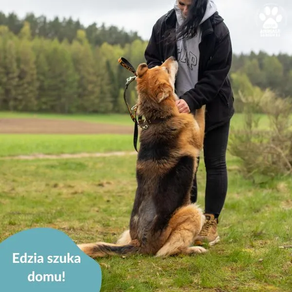 Pies do adopcji, Dąbrówka, 2 maja 2024 (3/5)