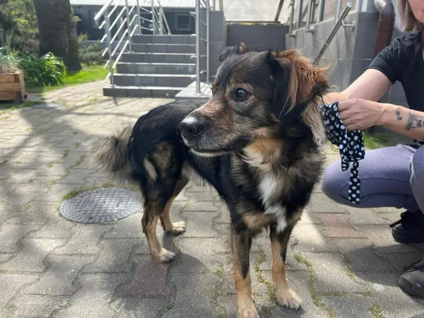 Pies do adopcji, Włocławek, 2 maja 2024 (3/3)