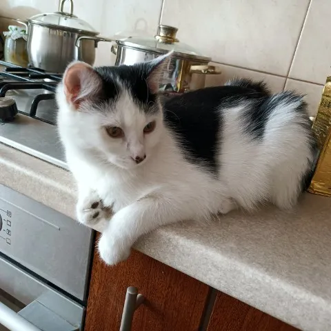 Zaginął kot, Łódź, 2 maja 2024