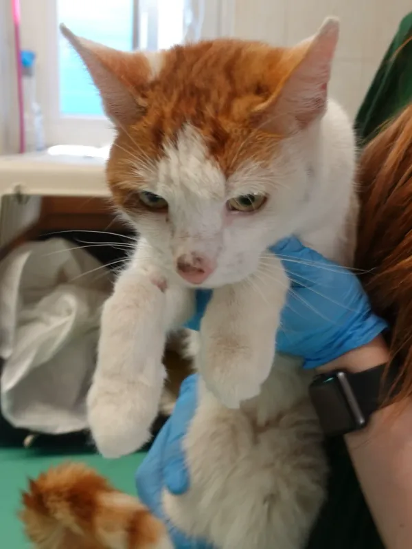 Znaleziono kota, Gdańsk, 2 maja 2024