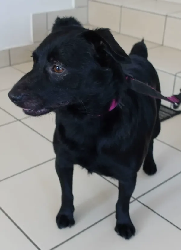 Znaleziono psa, Gdańsk, 2 maja 2024