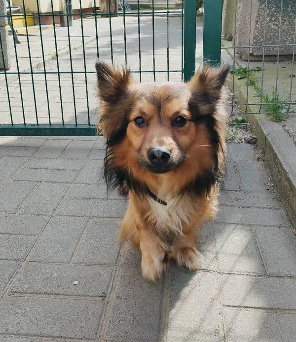 Znaleziono psa, Łódź, 3 maja 2024 (3/3)